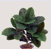 22 inch Artificial Silk Rubber Plant with Real Touch Leaves - Silk Plants Canada